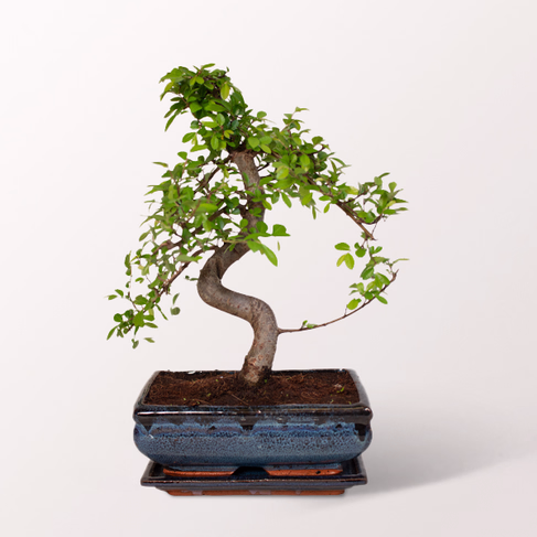 Bamboo Zelkova