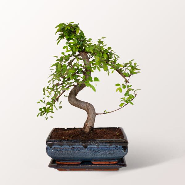 Glücks-Bonsai Zelkova