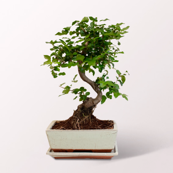 Großer Bonsai Ligustrum