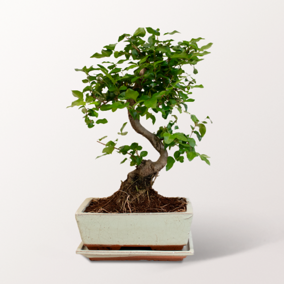 Großer Bonsai Ligustrum