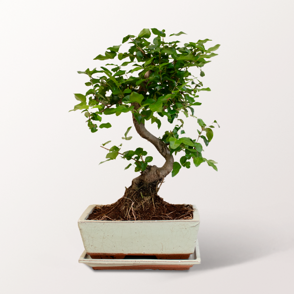 Großer Glücks-Bonsai Ligustrum
