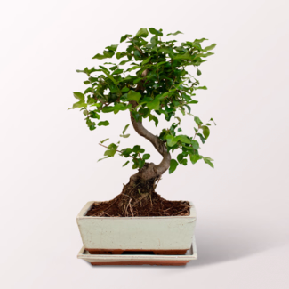 Großer Bonsai Ligustrum