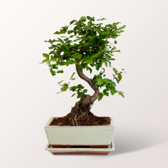 Großer Glücks-Bonsai Ligustrum Großer Glücks-Bonsai Ligustrum