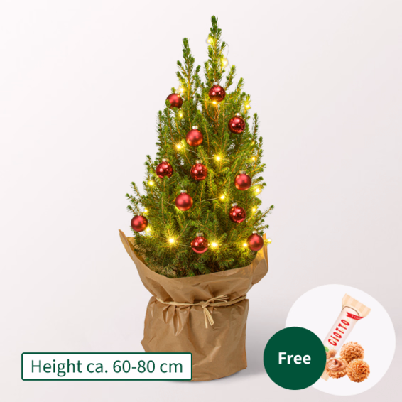 X-Mas Tree Merry Christmas with X-Mas lights & with 3 Ferrero Giotto