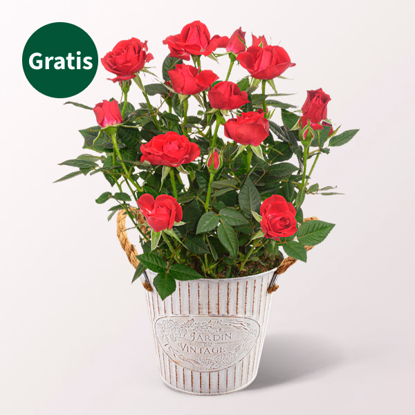 Blumenstrauß Sommergefühl mit Rote Topfrose & Vase & Ferrero Giotto