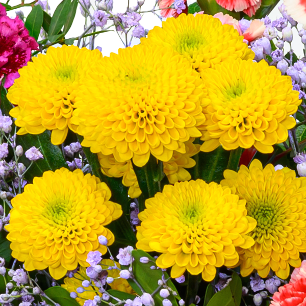 Blumenstrauß Blütenfreude mit Rote Topfrose & Vase & Ferrero Giotto