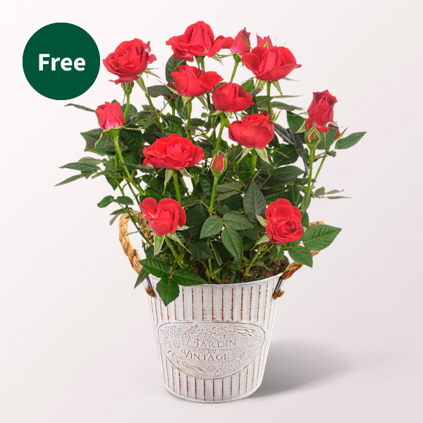 Flower Bouquet Glücksmoment with Red Potted Rose & vase & Ferrero Giotto