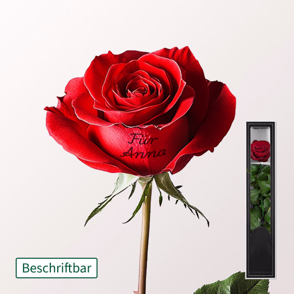 Beschriftbare rote, haltbare Rose mit Stiel