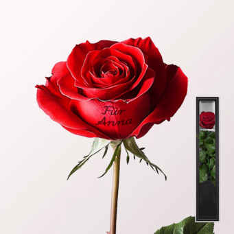 Beschriftbare rote, haltbare Rose mit Stiel