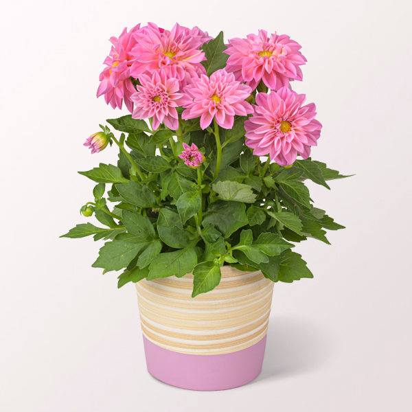 Pink Dahlia in a Pot