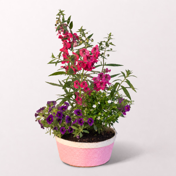 Sommerleuchten im Rosenkorb