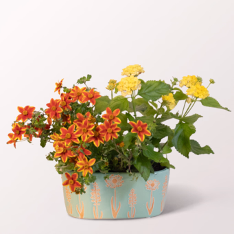 Summer Light in a Ceramic Pot
