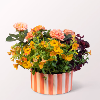 A Summer Gem in Yellow and Orange