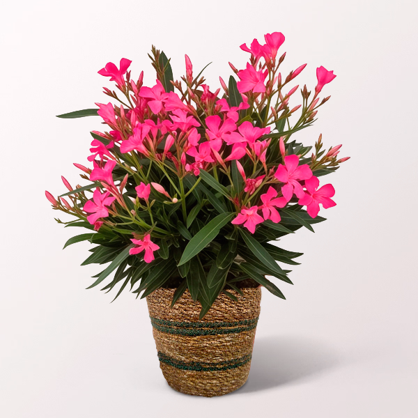 Rosa Oleander im Weidenkorb