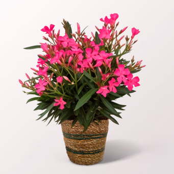 Rosa Oleander im Weidenkorb