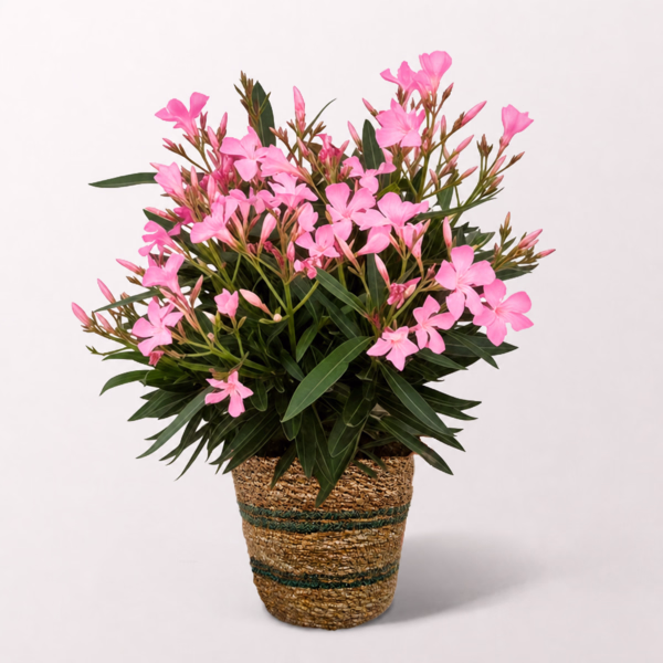 Pink Oleander in a Wicker Basket