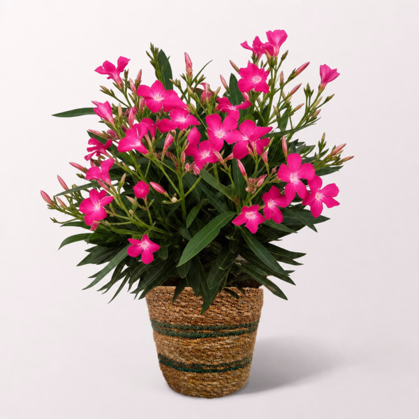 Oleander in a Wicker Basket