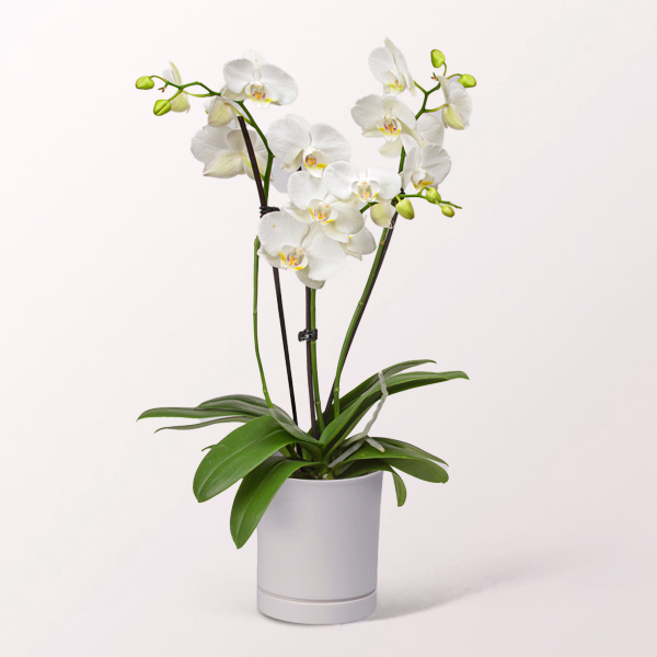 Weiße Orchidee im Topf