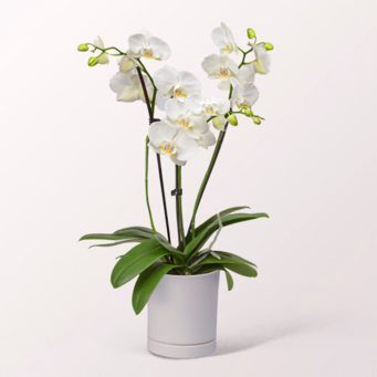 Weiße Orchidee im Topf