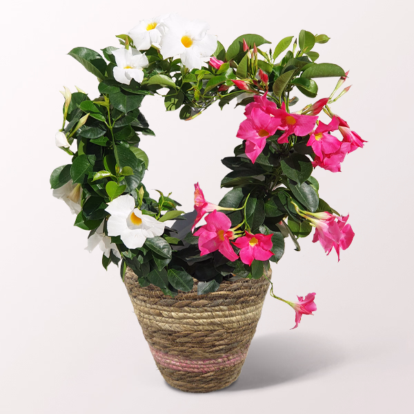 Dipladenia in Heart Shape