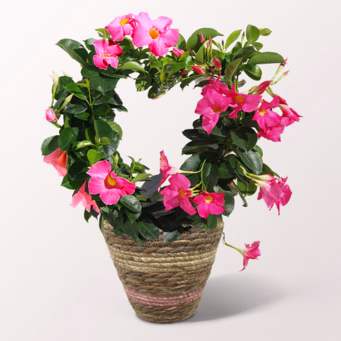 Dipladenia in Heart Shape