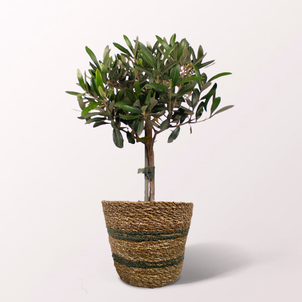 Olive Tree in a Sea Grass Basket