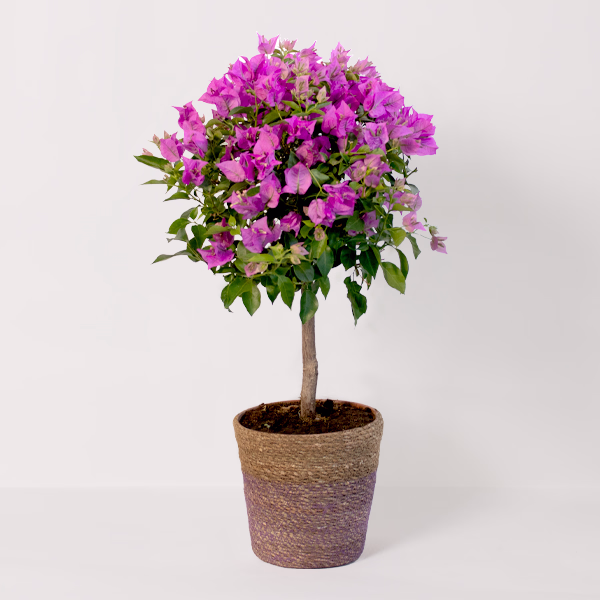 Bougainvillea
