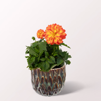 Stuffed Dahlia in a Ceramic Pot