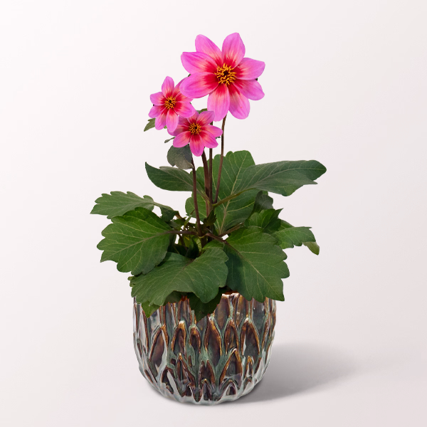 Tricolour Dahlia in a Pretty Ceramic Pot