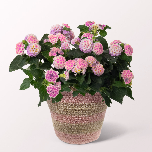 Pink Lantana in a Pot