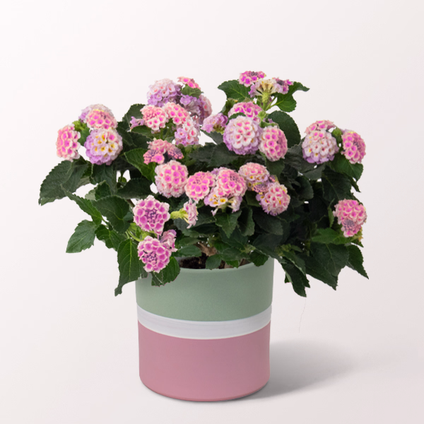 Pink Lantana in a Pot
