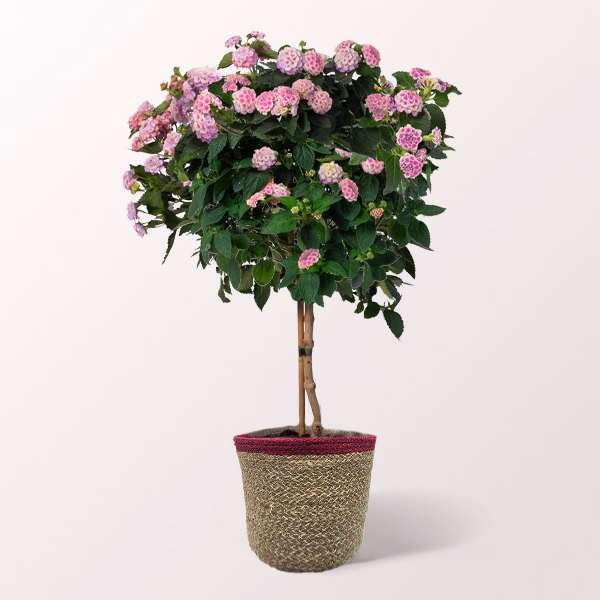 Pinkes Wandelröschen-Stämmchen im Korb