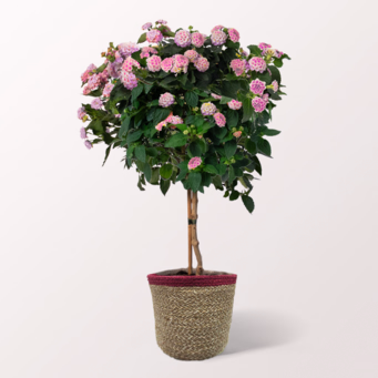 Pinkes Wandelröschen-Stämmchen im Korb