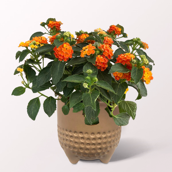 Orange Lantana