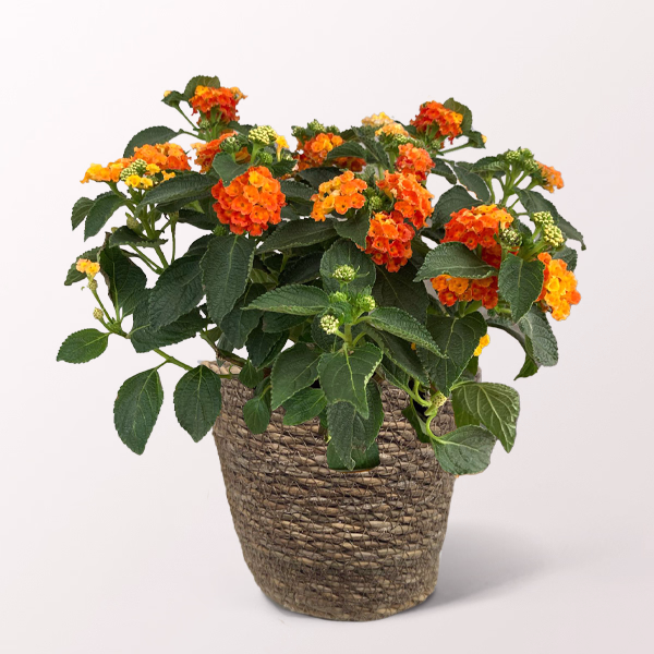 Orange Lantana