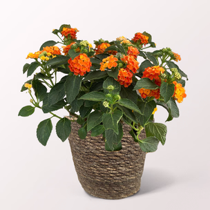 Orange Lantana