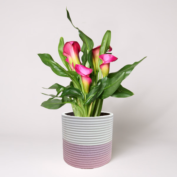 Pinke Calla im Keramiktopf