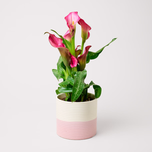 Pinke Calla im Keramiktopf
