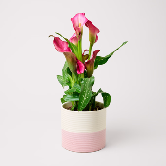 Pink Calla in a Pot