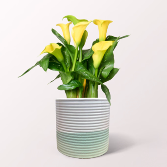 Yellow Calla in a Pot