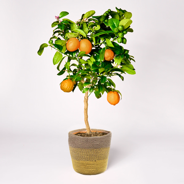 Orange tree