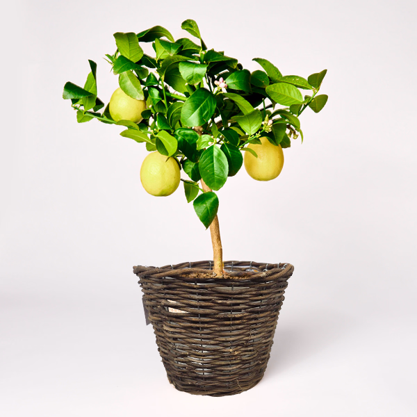 Lemon Tree