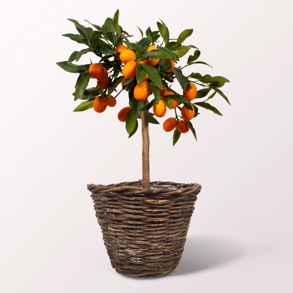 Limequat Tree in a Wicker Basket