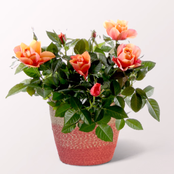 Orange Rose in Sea Grass Basket