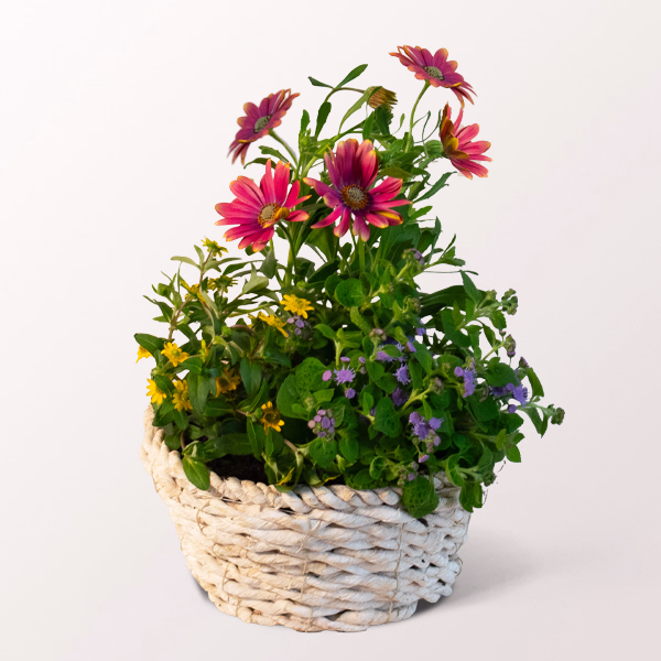 Körbchen Sonnenkuss