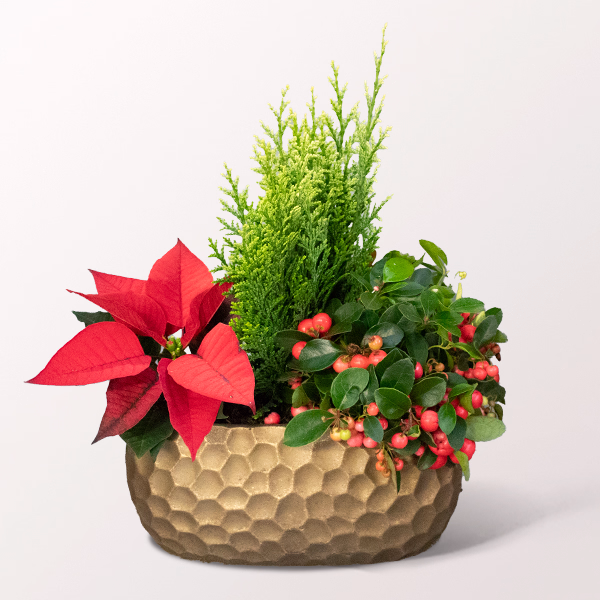 Goldenes Weihnachtsglück