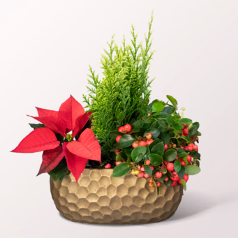 Golden Christmas Cheer