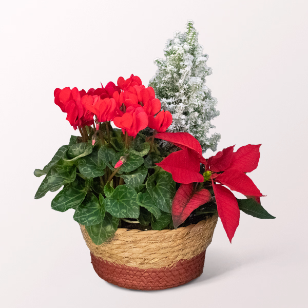 Christmas Classics in a natural Wicker Basket