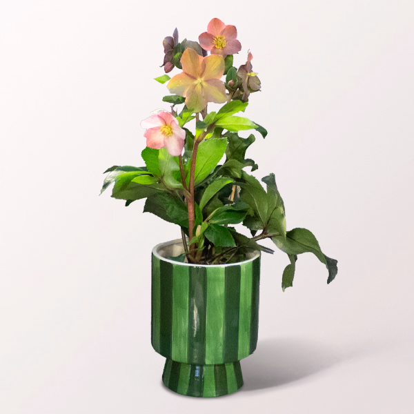 A Winter Gem in a Striped Pot