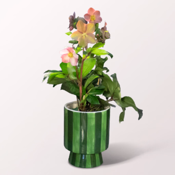 A Winter Gem in a Striped Pot